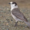 Gray Jay